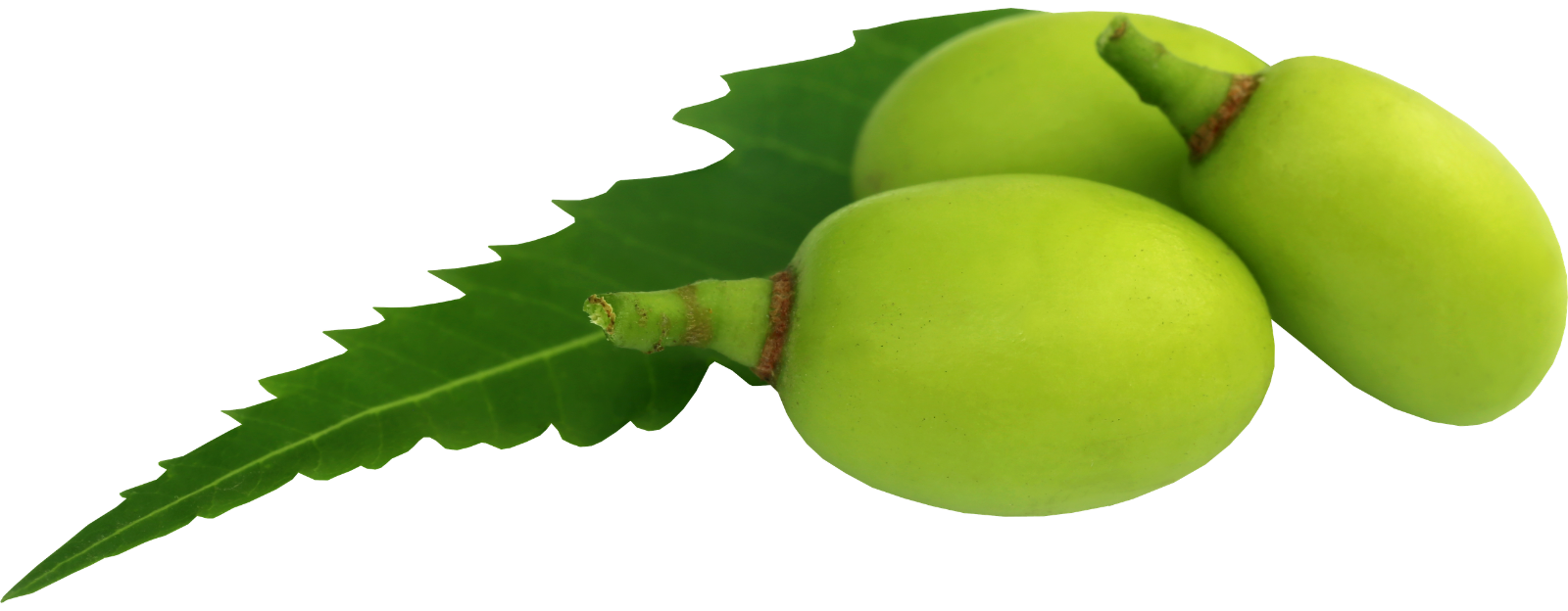 Neem plod